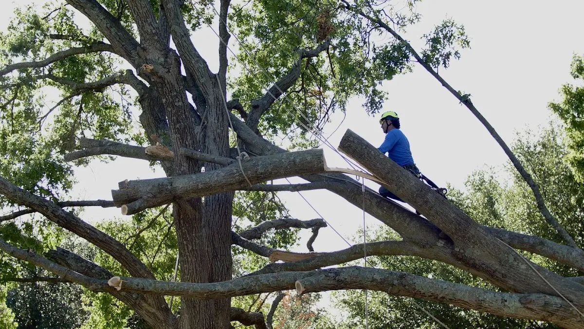 Professional Crown Thinning performed by certified arborists in Benson