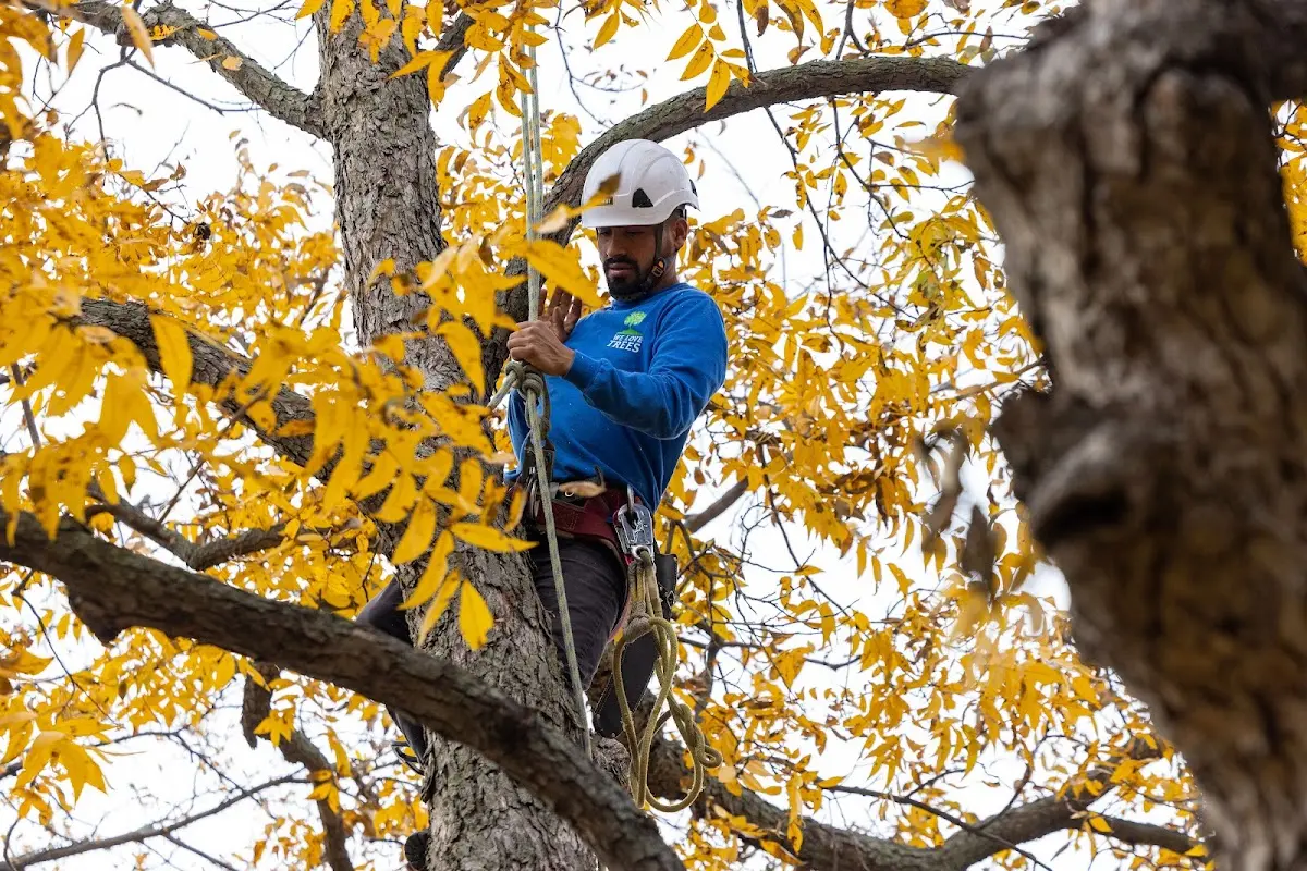 Skilled Emergency Tree Service crew working in Benson