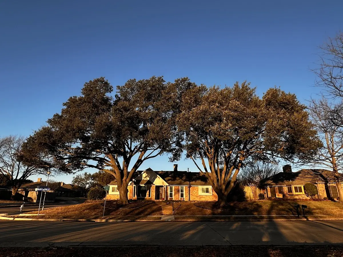 Established residential canopy tree shading a home in Benson